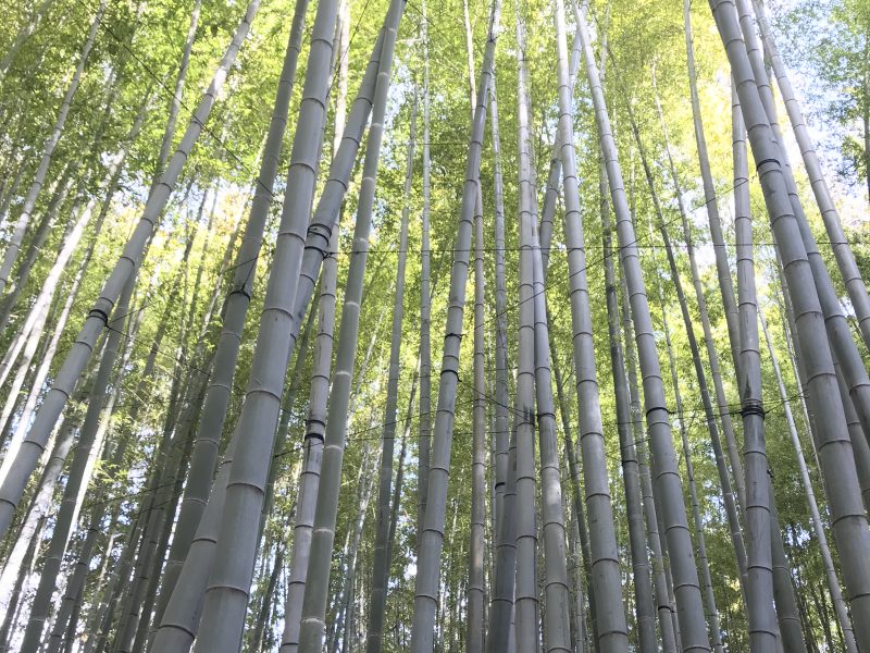 Vacantion bamboo forest Japan